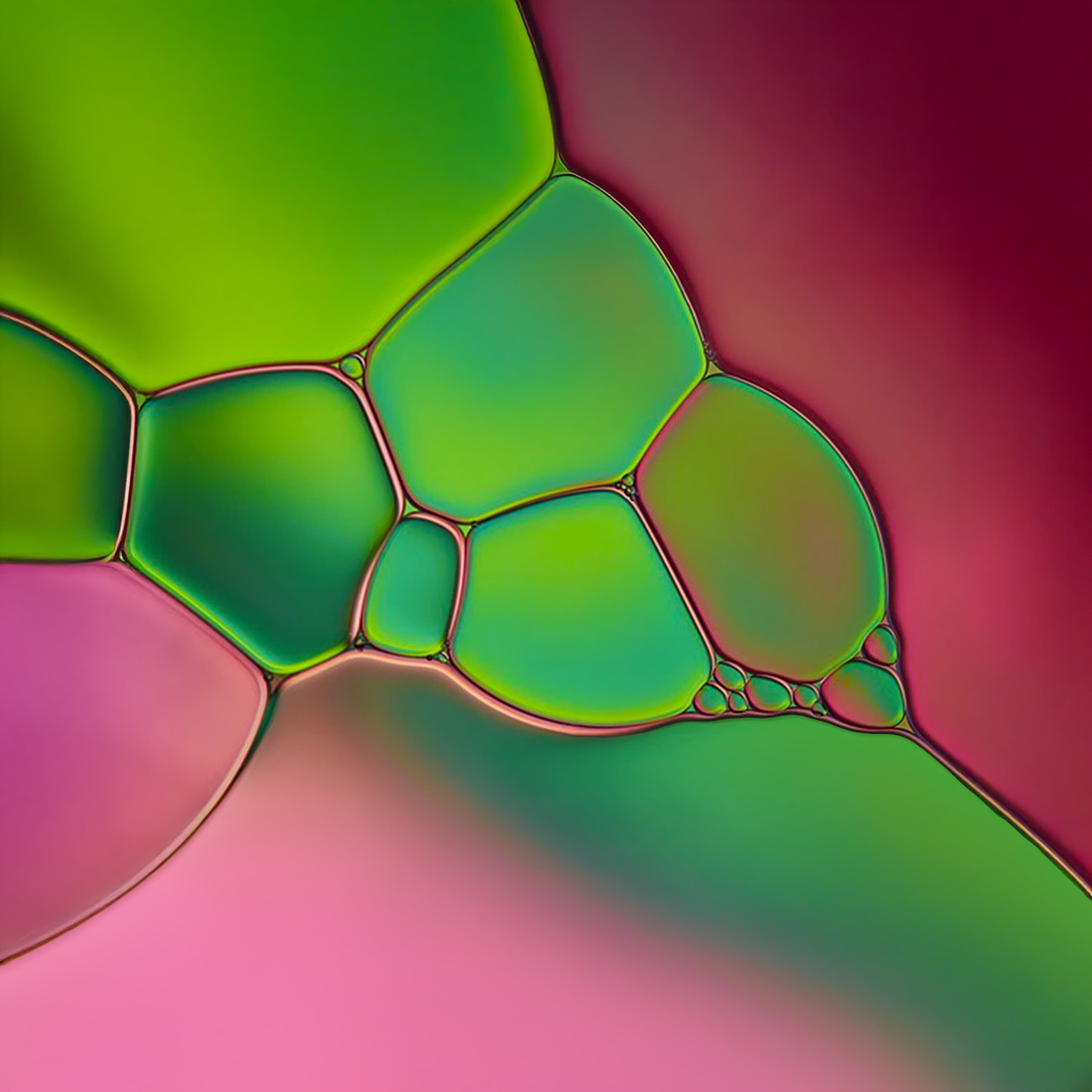 Sex Determination - Central Asian Cobra