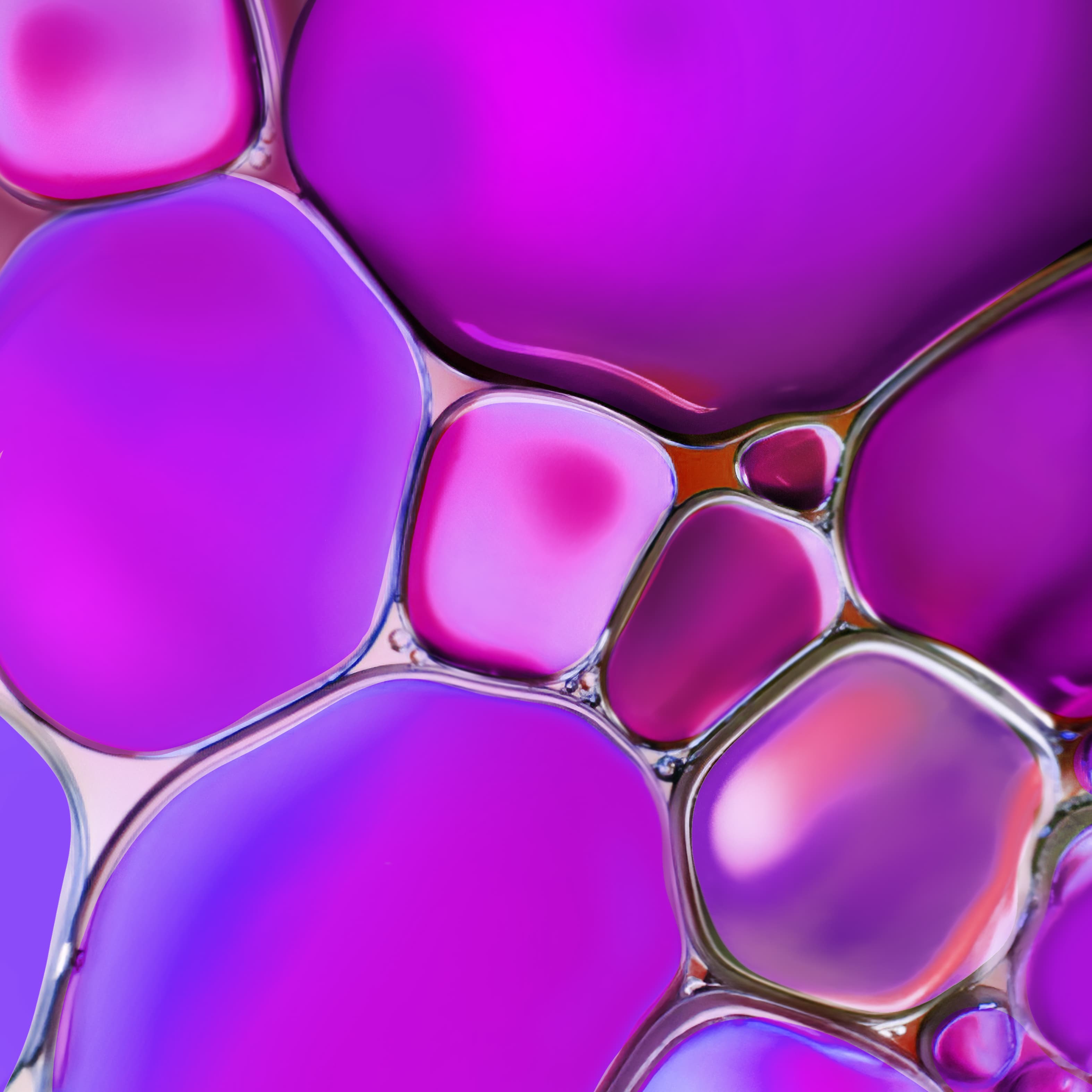 Sex Determination - Black And White Spitting Cobra