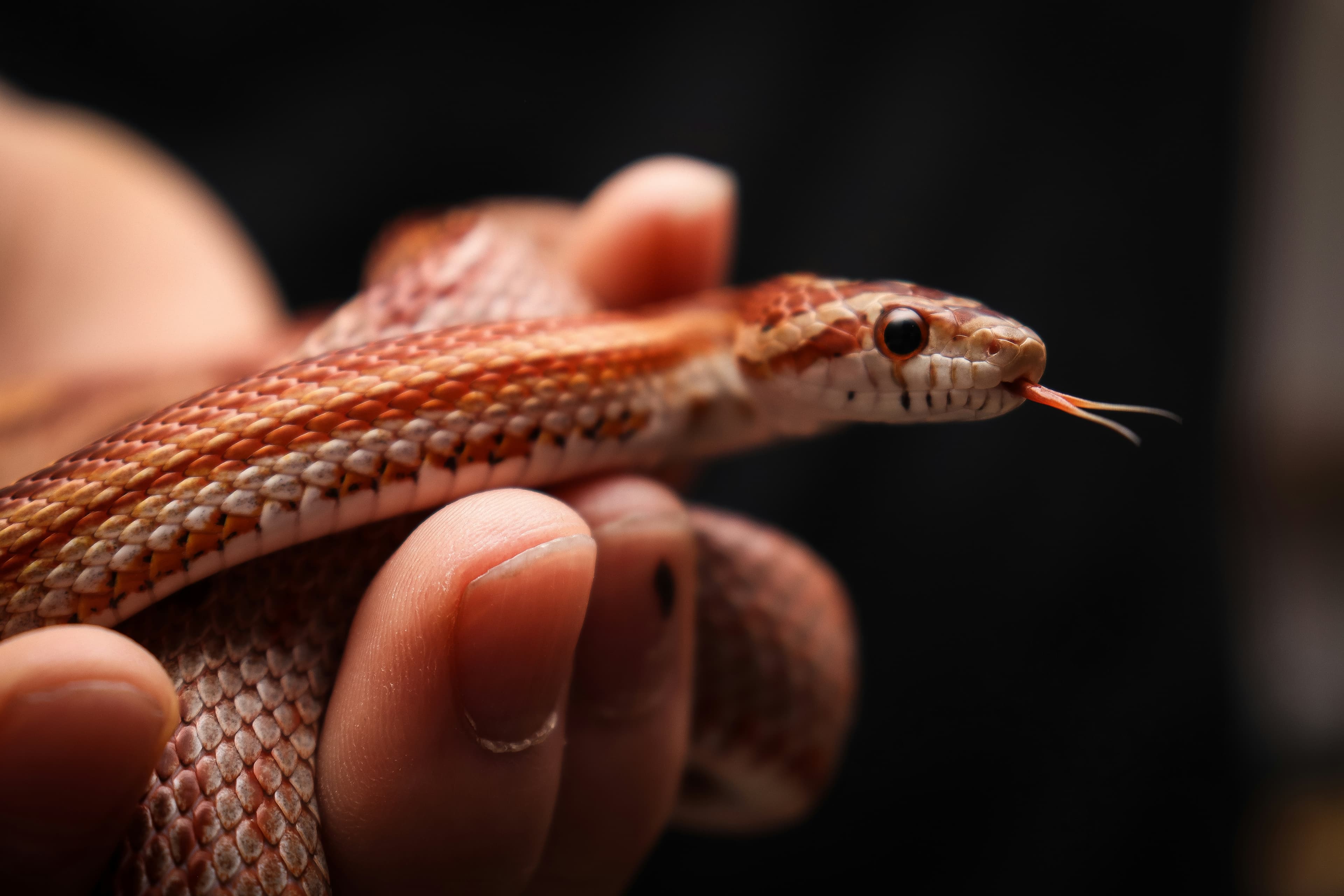 Reptile genetic testing