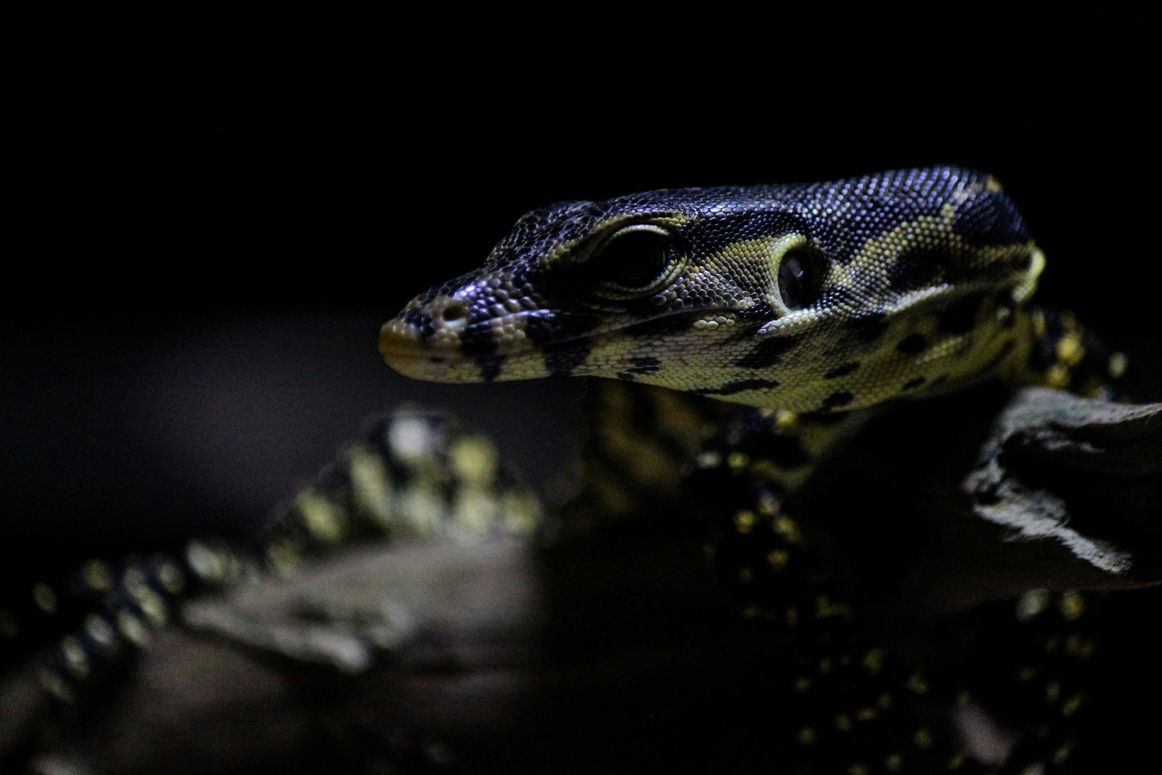 Reptile pigmentation and coloration