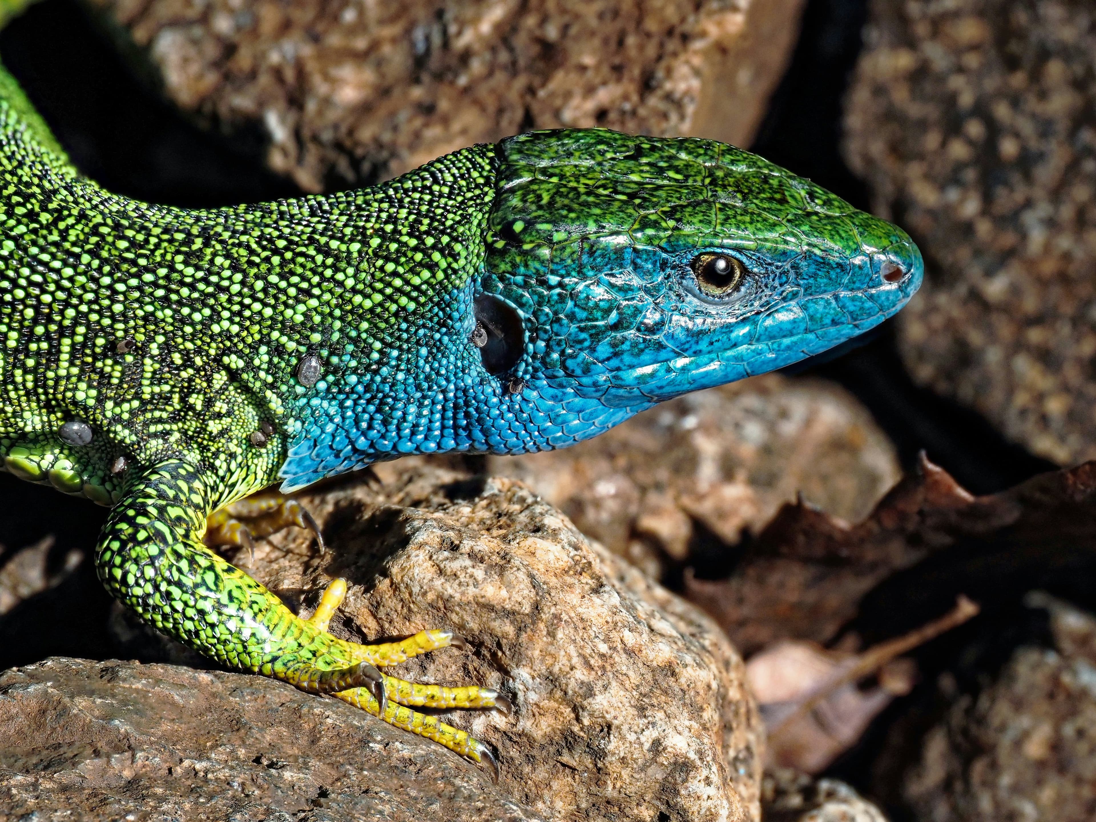 Diverse reptile population