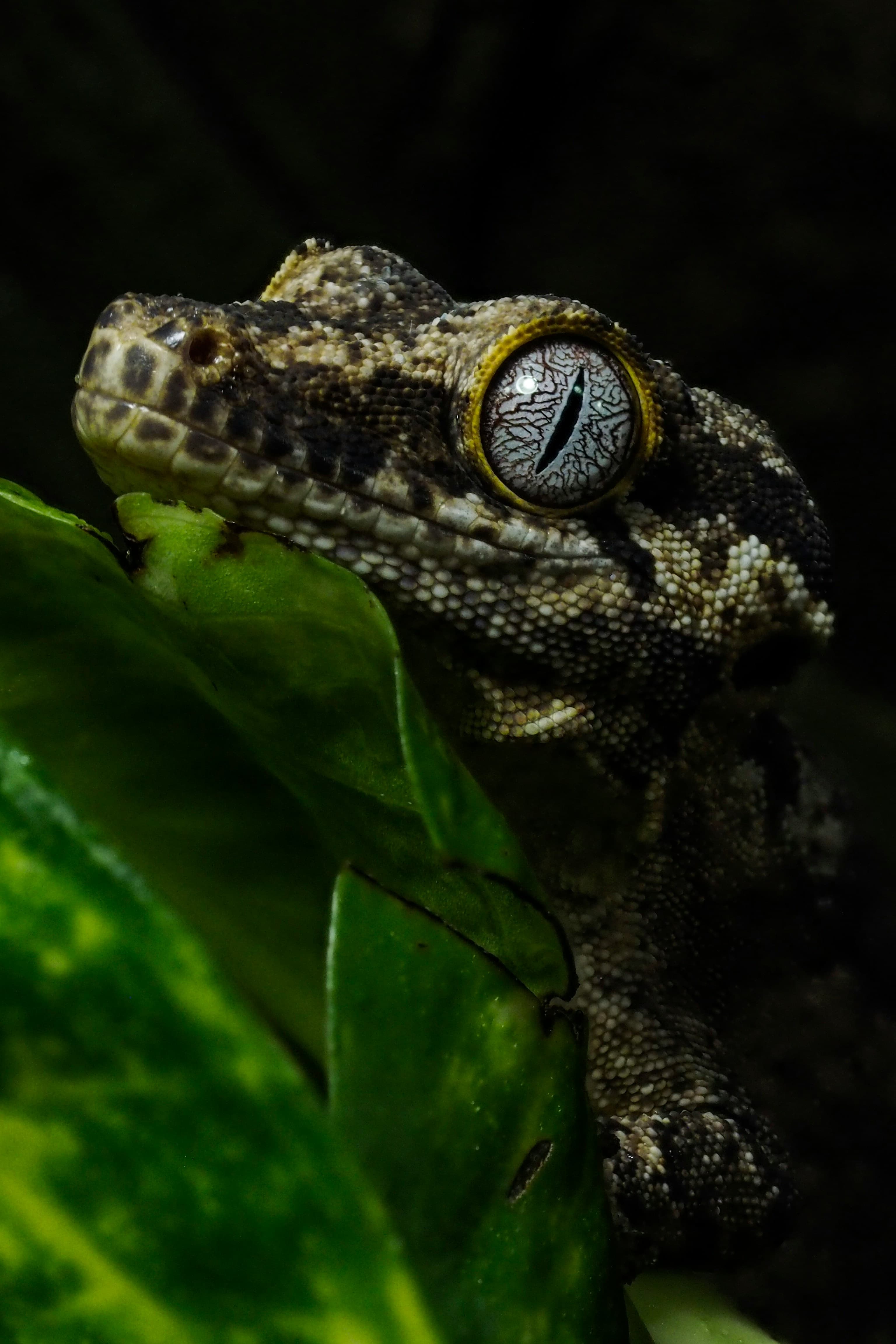 Ancestral breeding records