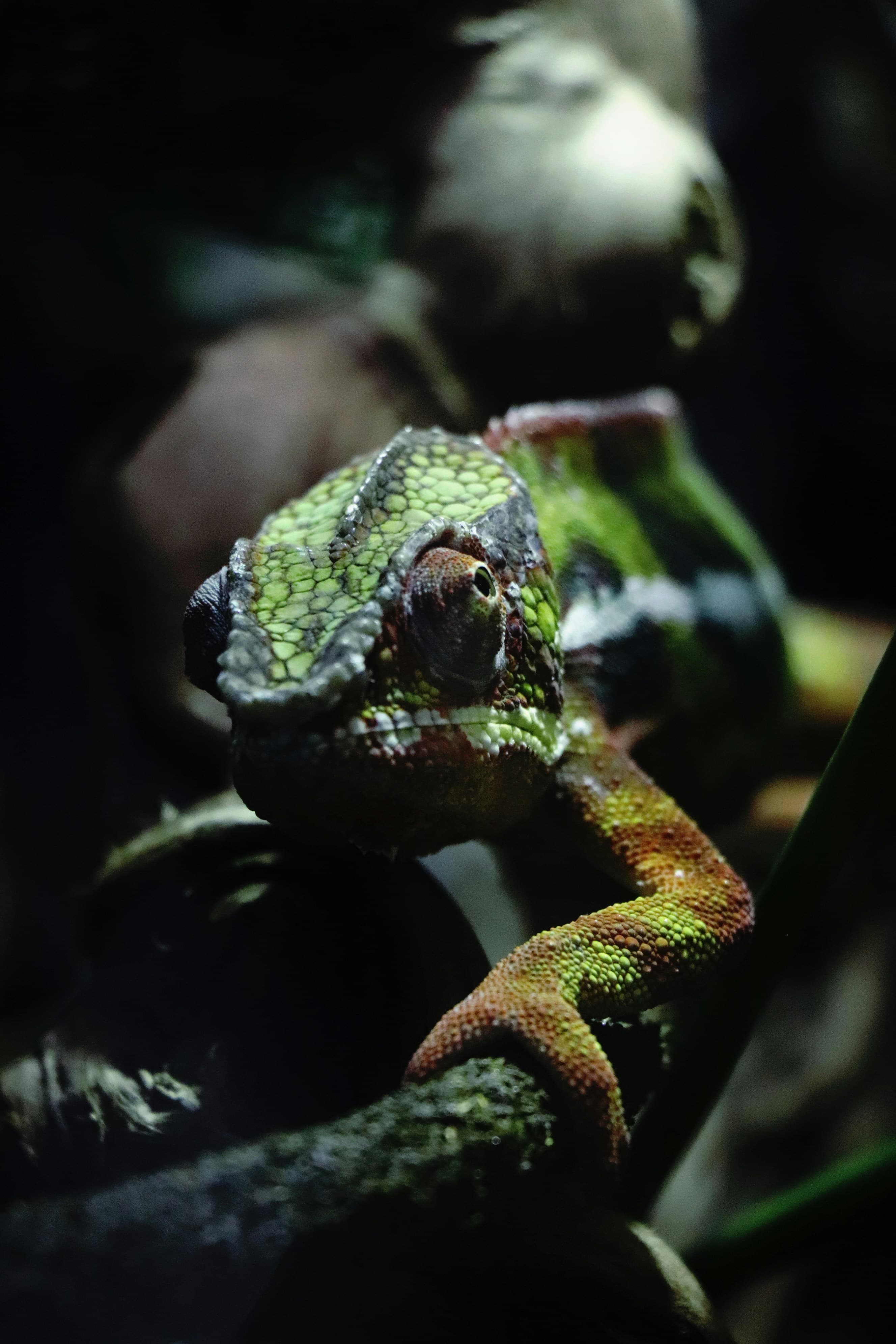 Colorful lizard species