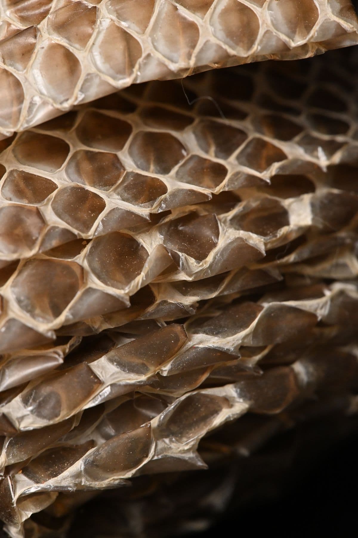 Close-up of a shed snake skin, its empty scales like clear paper
