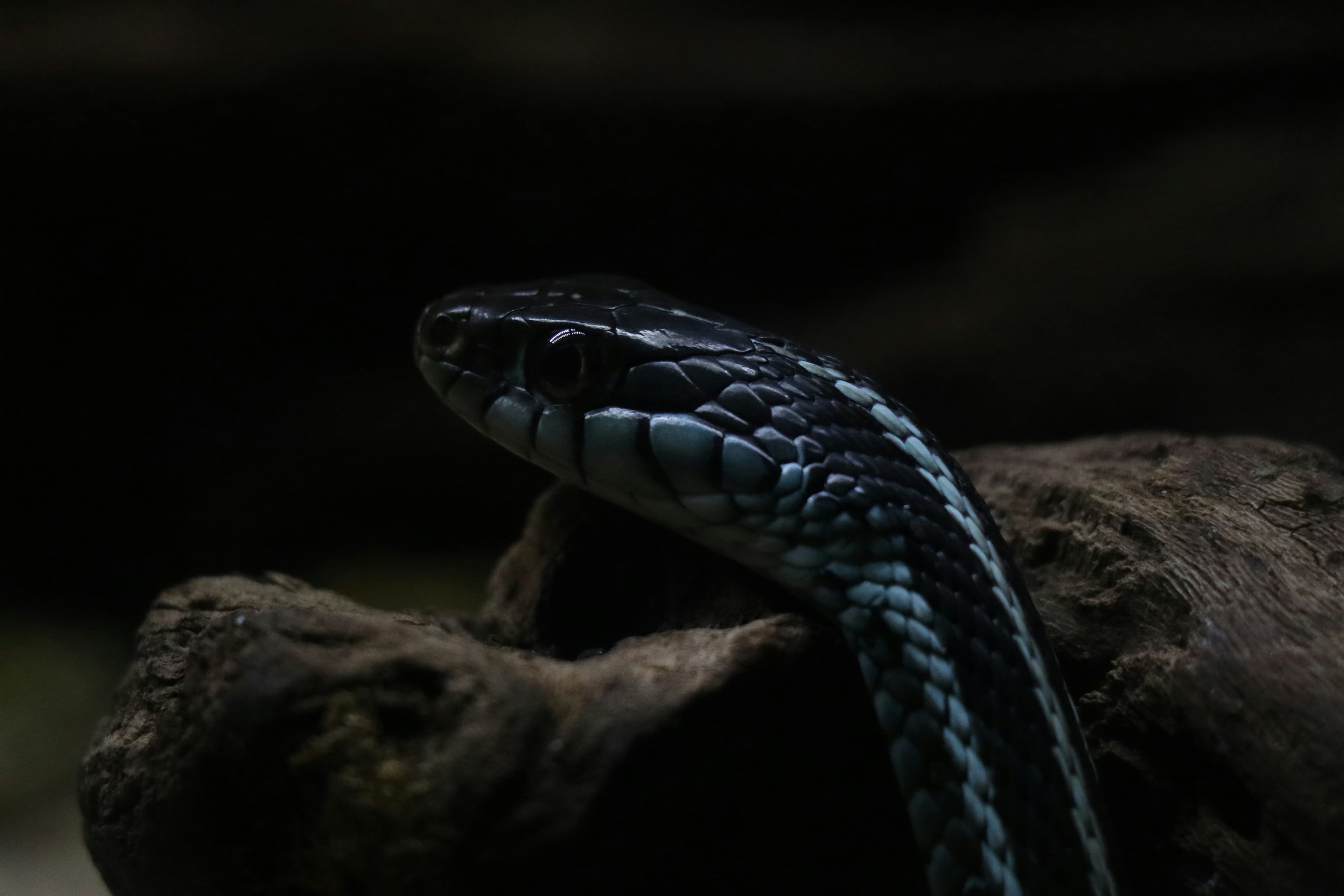 Healthy reptile screening
