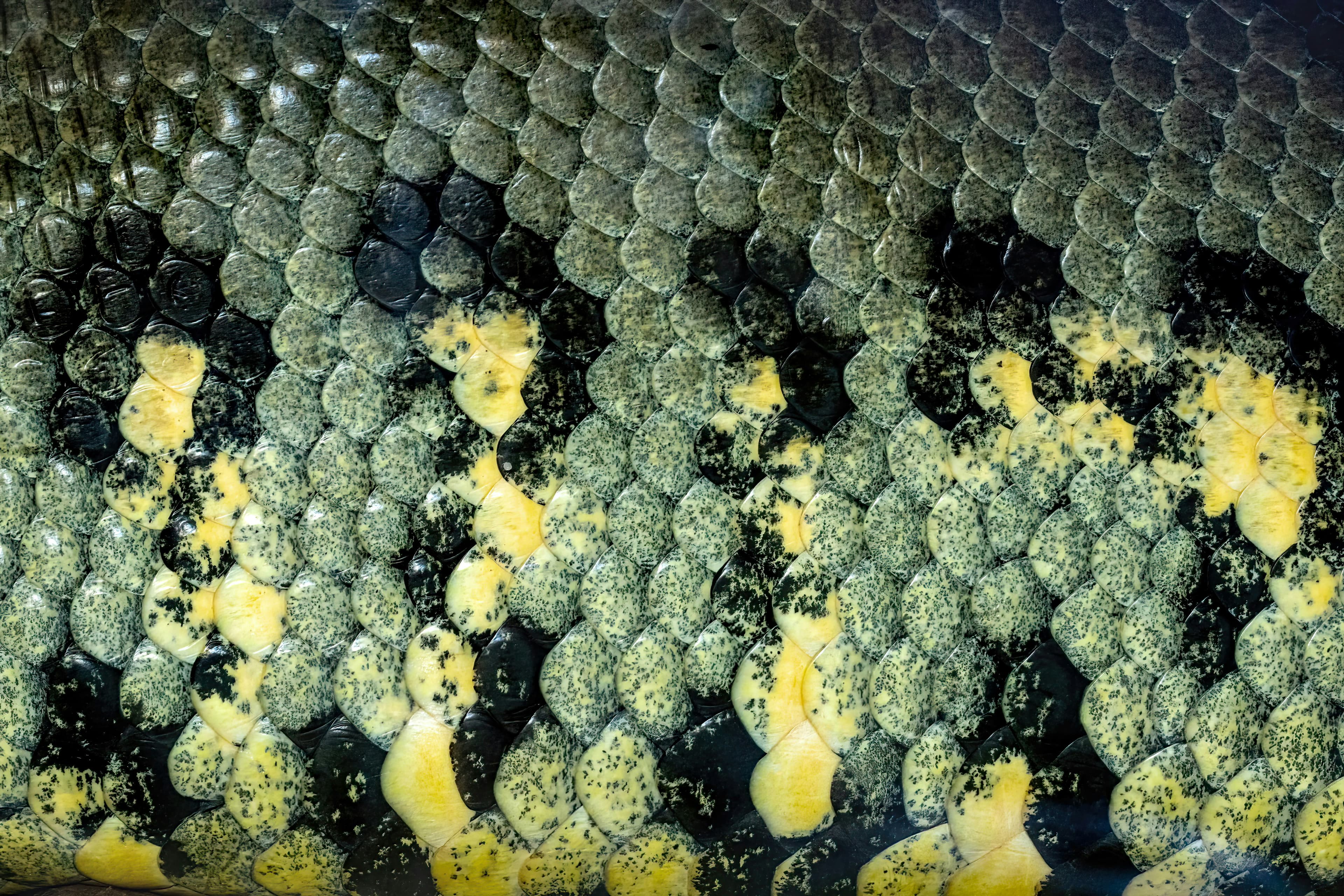 Unique reptile morph showing mutation