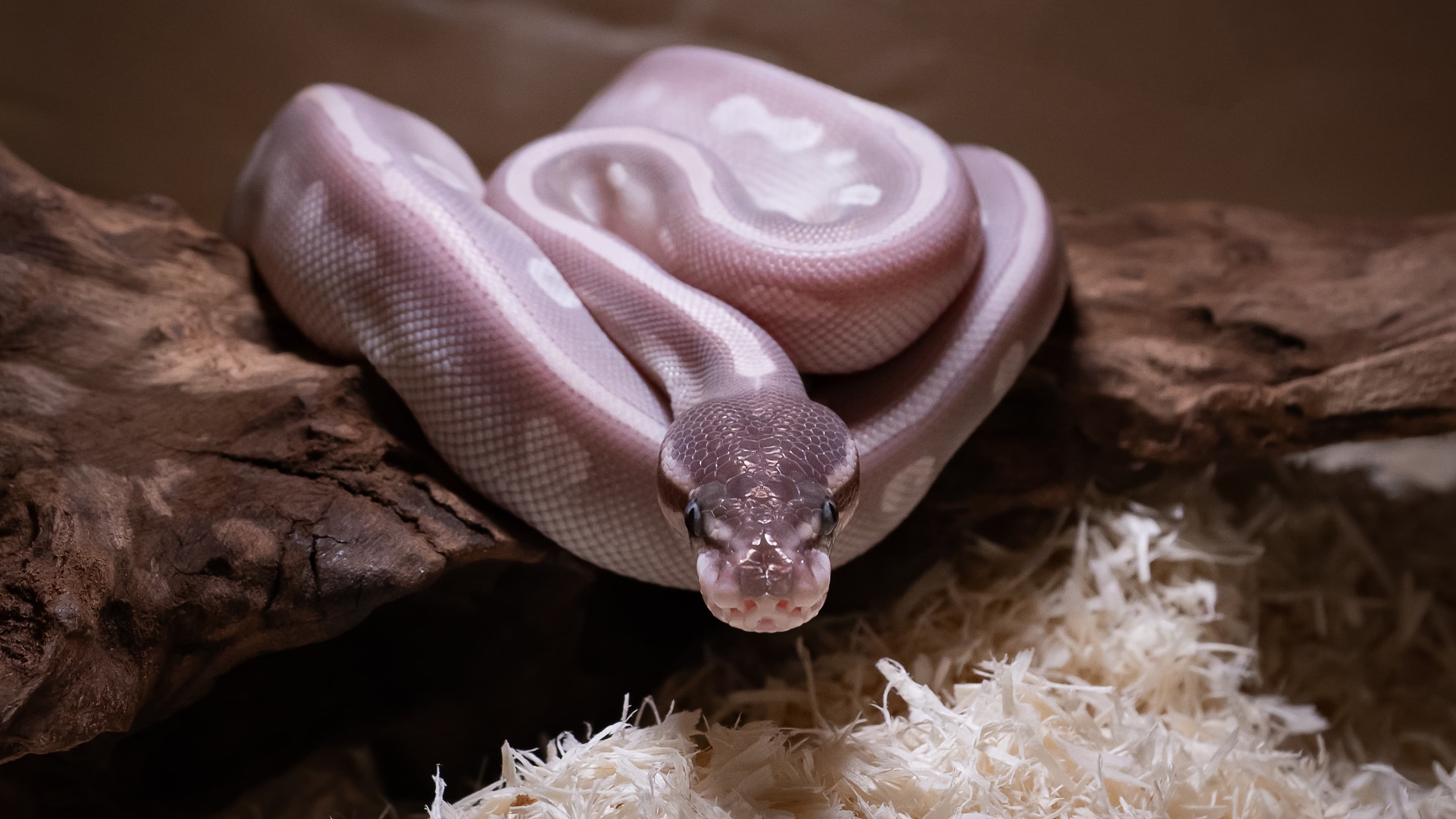 Complex morph combination