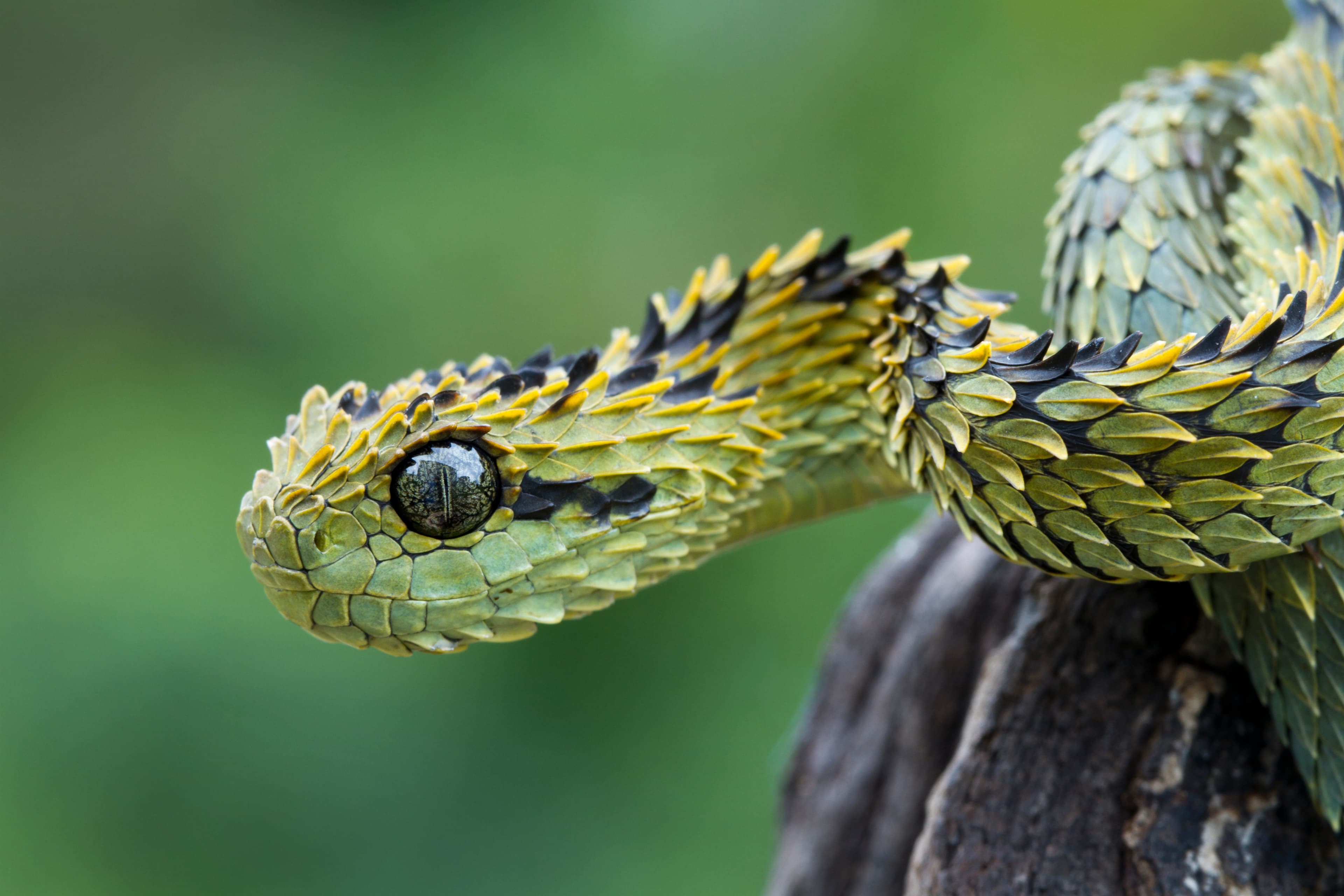 Reptile provenance documentation