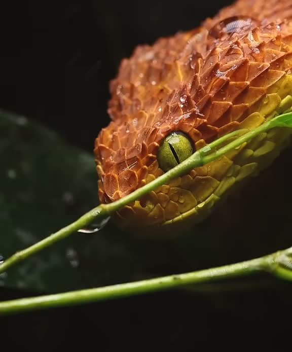 Red Atheris squamigera in close-up