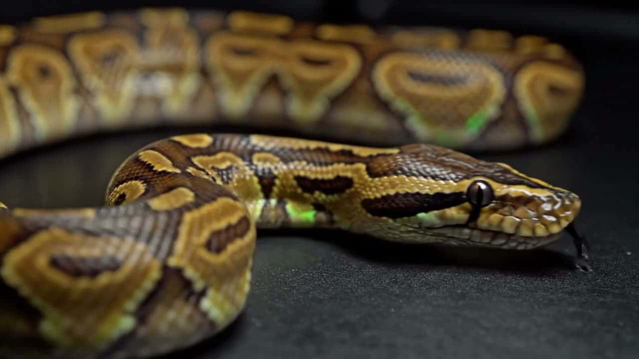 Ball python resting in low light